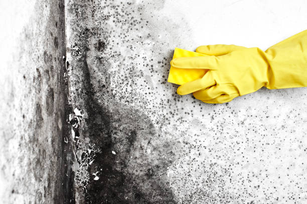 Best Home Mold Removal  in Five Points, NC