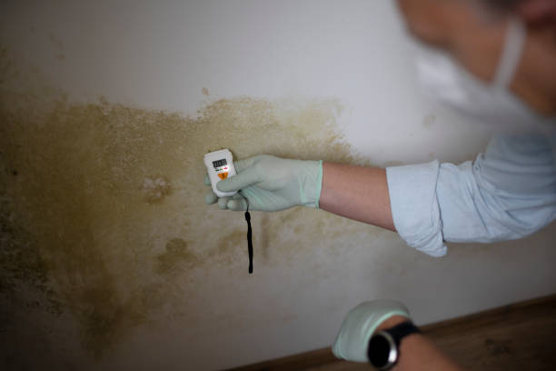 Professional Mold Removal in Five Points, NC