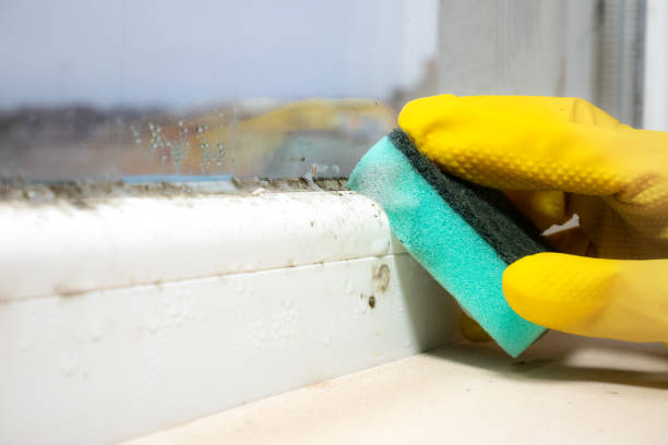 Best Fast Mold Removal  in Five Points, NC