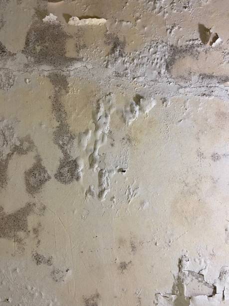 Best Affordable Mold Removal  in Five Points, NC