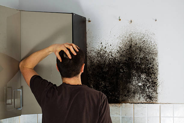 Best Residential Mold Removal  in Five Points, NC